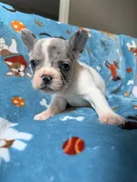 Chewie, a male French Bulldog for sale in New London, NC – 3 of 10