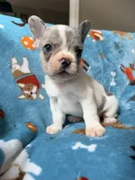 Chewie, a male French Bulldog for sale in New London, NC – 7 of 10