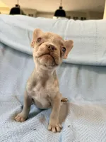 Grogu - AKC Registered, a male French Bulldog for sale in New London, NC – 4 of 10