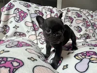 Yoda, a female French Bulldog for sale in New London, NC – 8 of 10