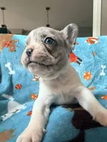Chewie, a male French Bulldog for sale in New London, NC – 9 of 10