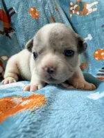 Chewie, a male French Bulldog for sale in New London, NC – 5 of 10