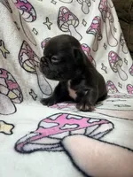 Yoda, a female French Bulldog for sale in New London, NC – 6 of 10