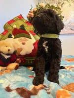 Cooper, a male Goldendoodle for sale in New London, NC – Photo 7 of 10