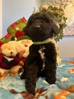 Cooper, a male Goldendoodle for sale in New London, NC – Photo 1 of 10