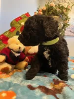Cooper, a male Goldendoodle for sale in New London, NC – Photo 5 of 10