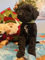 Cooper, a male Goldendoodle for sale in New London, NC – Photo 6 of 10