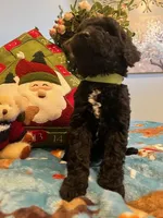 Cooper, a male Goldendoodle for sale in New London, NC – Photo 4 of 10