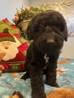 Cooper, a male Goldendoodle for sale in New London, NC – Photo 8 of 10