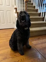 Cooper, a male Goldendoodle for sale in New London, NC – Photo 9 of 10