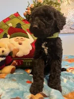 Cooper, a male Goldendoodle for sale in New London, NC – Photo 2 of 10