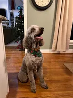 Cooper, a male Goldendoodle for sale in New London, NC – Photo 10 of 10