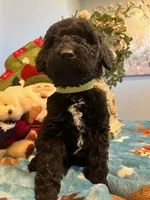 Cooper, a male Goldendoodle for sale in New London, NC – Photo 3 of 10