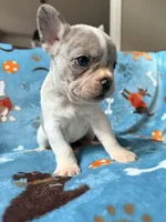 Chewie, a male French Bulldog for sale in New London, NC – 10 of 10