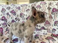 Leia - AKC Registered, a female French Bulldog for sale in New London, NC – 2 of 10