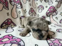 Rey, a female French Bulldog for sale in New London, NC – 10 of 10