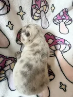 Leia, a female French Bulldog for sale in New London, NC – 2 of 9