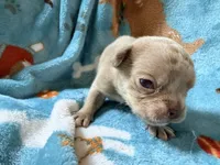 Grogu, a male French Bulldog for sale in New London, NC – 3 of 9