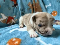Jabba, a male French Bulldog for sale in New London, NC – 8 of 10