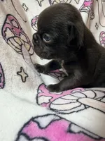 Yoda, a female French Bulldog for sale in New London, NC – 10 of 10