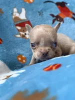 Grogu, a male French Bulldog for sale in New London, NC – 2 of 10