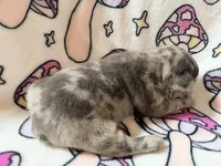 Rey, a female French Bulldog for sale in New London, NC – 2 of 10