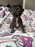 Yoda, a female French Bulldog for sale in New London, NC – 9 of 10