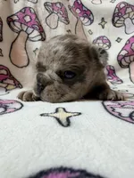 Rey, a female French Bulldog for sale in New London, NC – 7 of 10