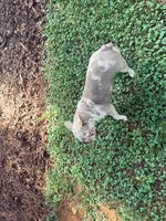 Pluto - AKC Registered, a female French Bulldog for sale in New London, NC – 4 of 6
