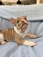 Jabba - AKC Registered, a male French Bulldog for sale in New London, NC – 6 of 9
