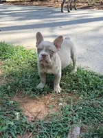Grogu - AKC Registered, a male French Bulldog for sale in New London, NC – 3 of 10