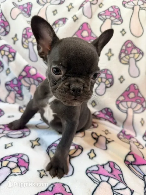 Yoda – French Bulldog puppy for sale in New London, NC