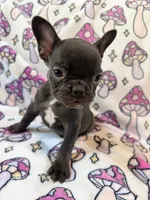 Yoda - AKC Registered, a female French Bulldog for sale in New London, NC – 1 of 7
