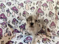 Leia - AKC Registered, a female French Bulldog for sale in New London, NC – 3 of 10