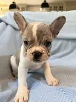 Chewie - AKC Registered, a male French Bulldog for sale in New London, NC – 9 of 10