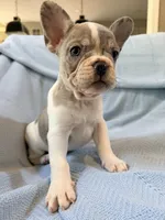 Chewie - AKC Registered, a male French Bulldog for sale in New London, NC – 6 of 10