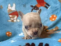 Grogu, a male French Bulldog for sale in New London, NC – 3 of 10