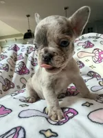 Leia, a female French Bulldog for sale in New London, NC – 3 of 10