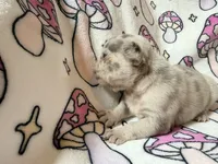 Leia, a female French Bulldog for sale in New London, NC – 4 of 9