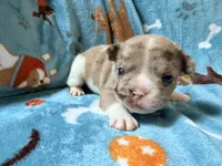 Jabba, a male French Bulldog for sale in New London, NC – 1 of 10