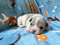 Chewie, a male French Bulldog for sale in New London, NC – 9 of 10