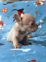 Grogu, a male French Bulldog for sale in New London, NC – 10 of 10