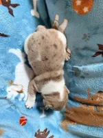 Jabba, a male French Bulldog for sale in New London, NC – 2 of 10