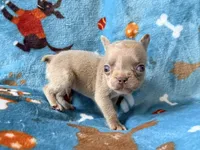 Grogu, a male French Bulldog for sale in New London, NC – 7 of 10
