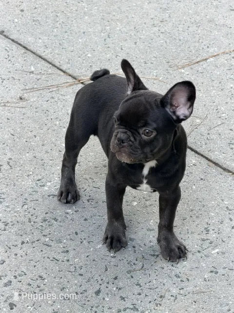 Yoda - AKC Registered – French Bulldog puppy for sale in New London, NC