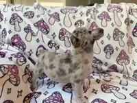 Leia - AKC Registered, a female French Bulldog for sale in New London, NC – 7 of 10