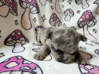 Rey, a female French Bulldog for sale in New London, NC – 9 of 10