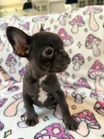 Yoda - AKC Registered, a female French Bulldog for sale in New London, NC – 2 of 7