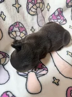 Yoda, a female French Bulldog for sale in New London, NC – 2 of 10