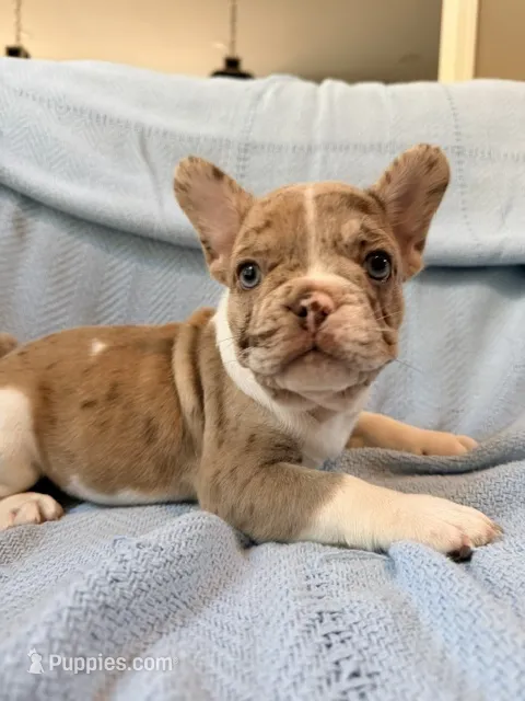 Jabba – French Bulldog puppy for sale in New London, NC